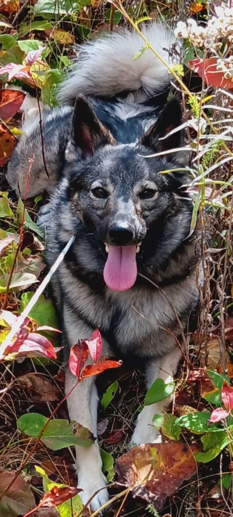 Ellie, a Norwegian Elkhound tested with EmbarkVet.com