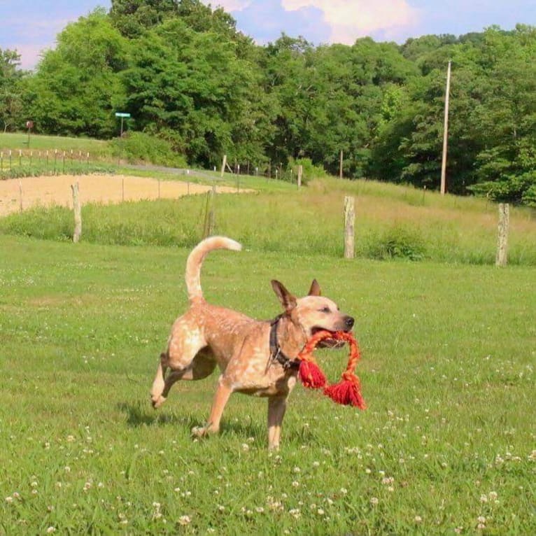 Frost, an Australian Cattle Dog tested with EmbarkVet.com