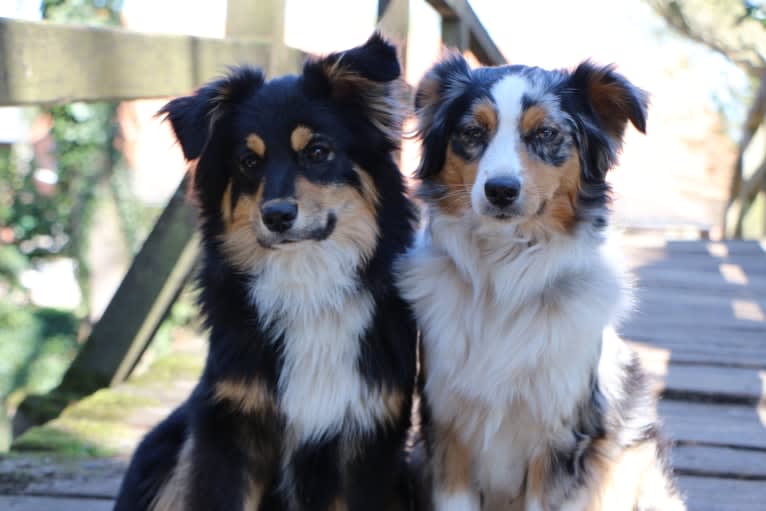 Sweet Heart Last Chance of Happiness, an Australian Shepherd tested with EmbarkVet.com