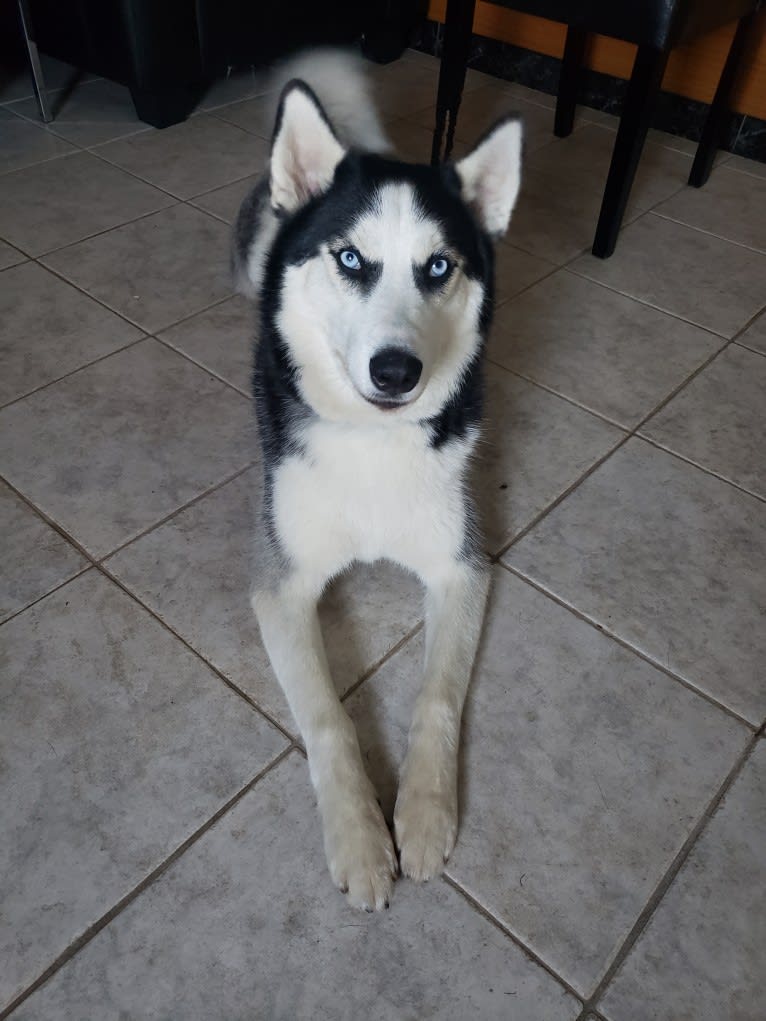 Rookie, a Siberian Husky tested with EmbarkVet.com