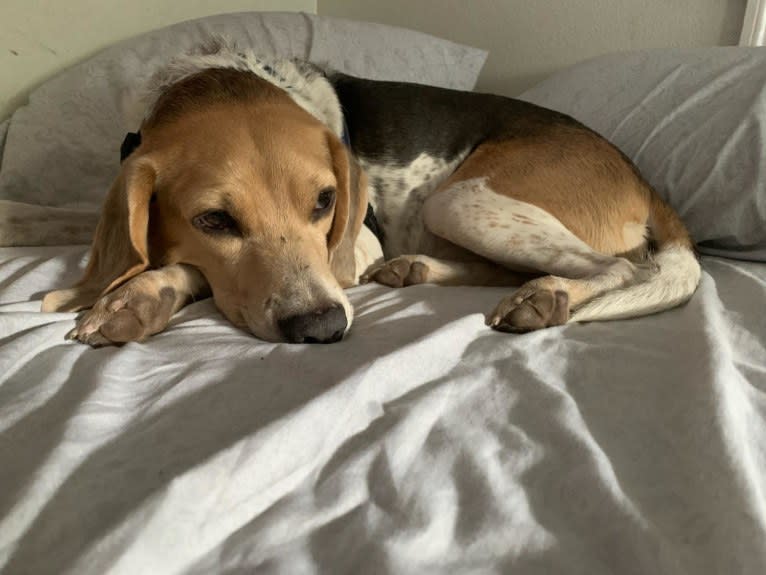 Snoopy, a Beagle and American Foxhound mix tested with EmbarkVet.com