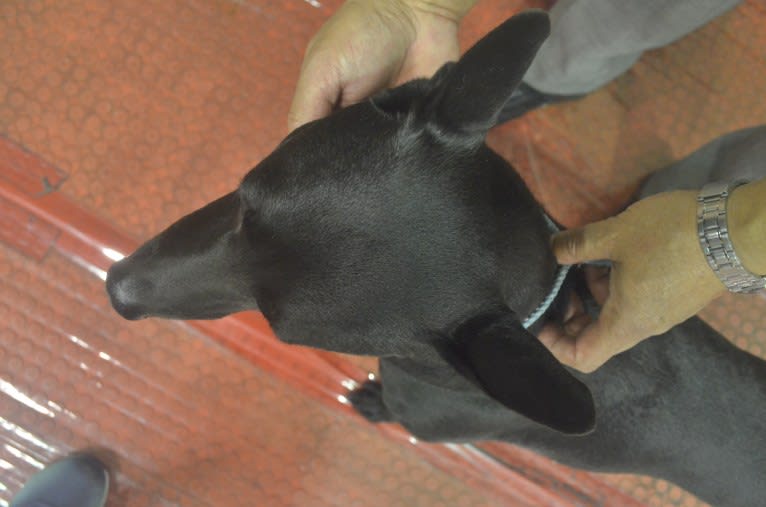 CBI202006, a Formosan Mountain Dog tested with EmbarkVet.com