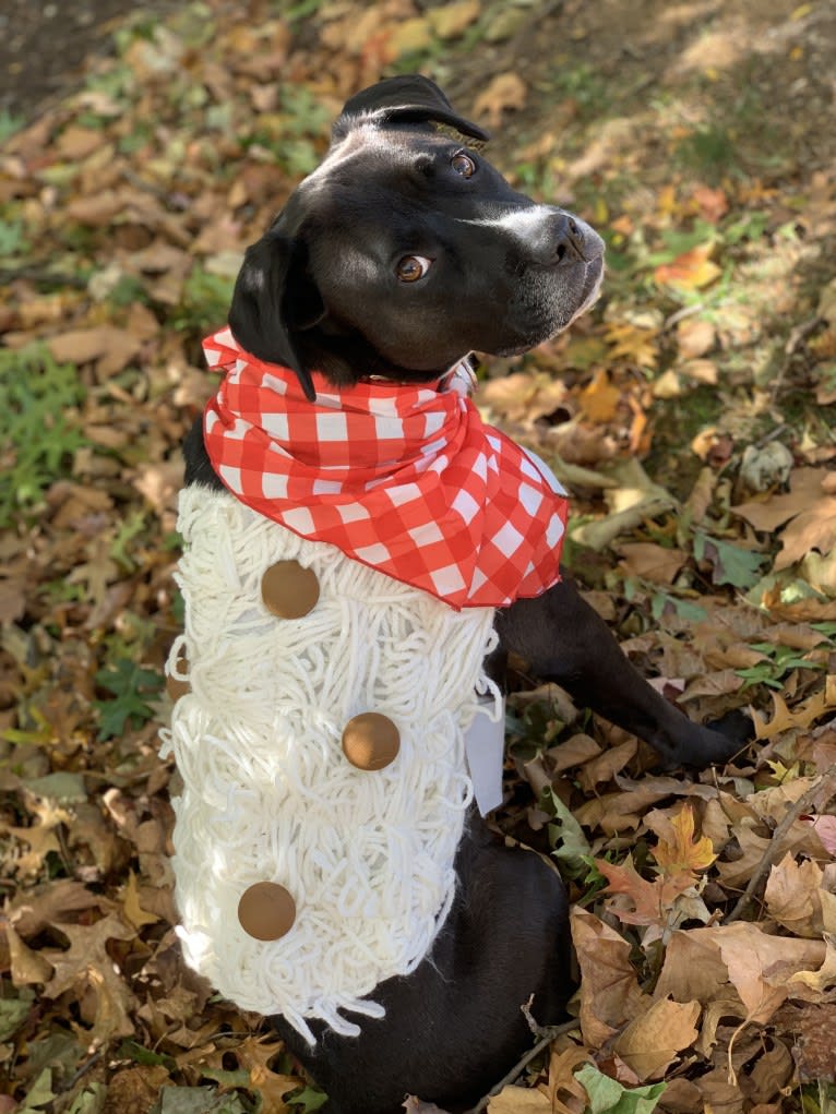 Wilson Xavier, a Boxer and Labrador Retriever mix tested with EmbarkVet.com