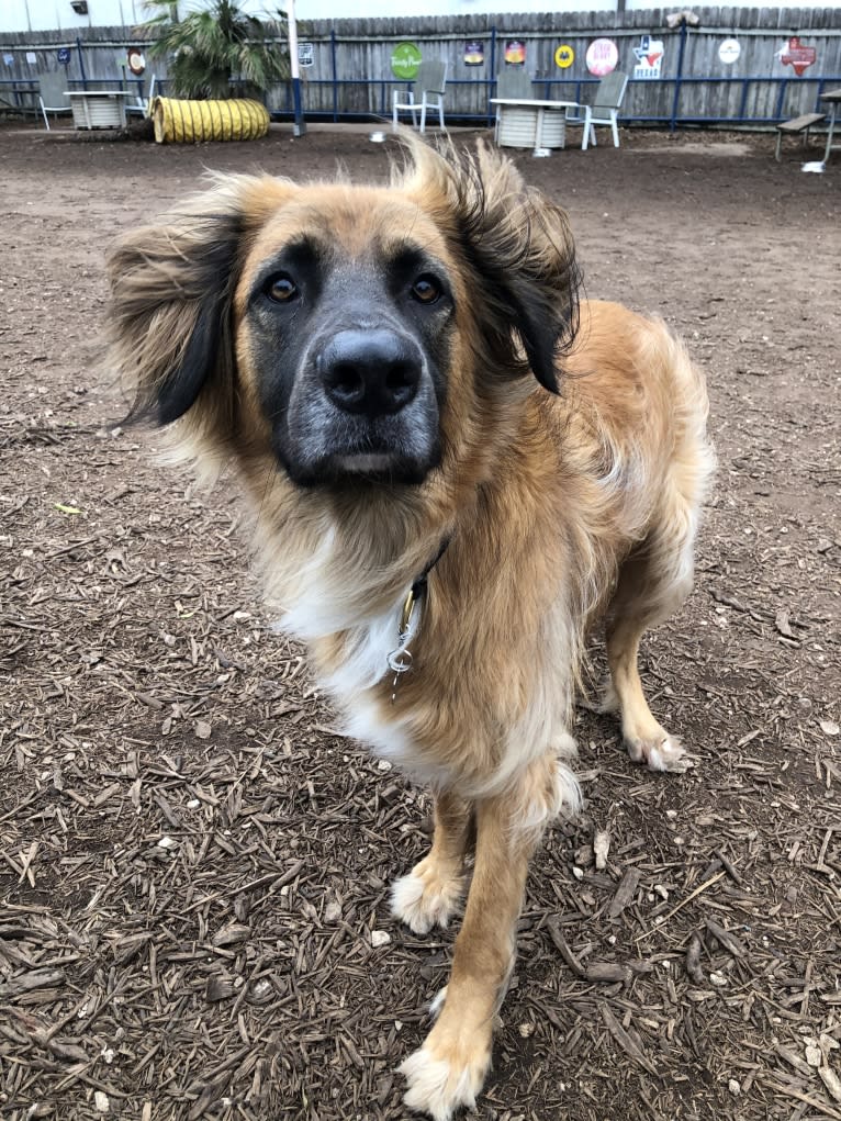 Bodhi, a German Shepherd Dog and Boxer mix tested with EmbarkVet.com