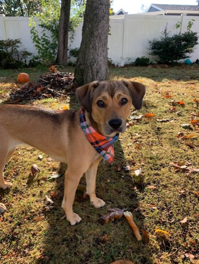 Pretzel, a Beagle and Golden Retriever mix tested with EmbarkVet.com