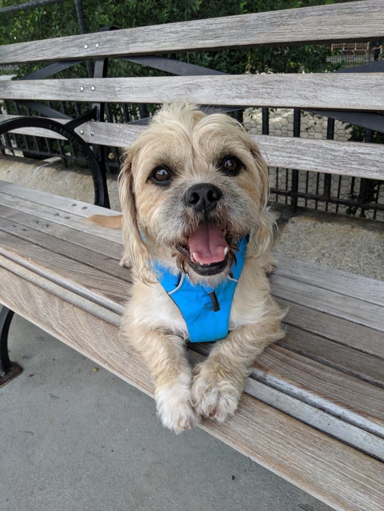 Mandoo, a Shih Tzu and American Pit Bull Terrier mix tested with EmbarkVet.com