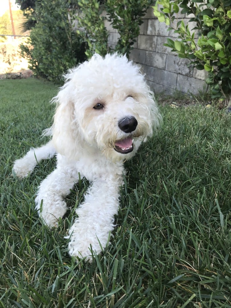 Charlie, a Poodle (Small) and Maltese mix tested with EmbarkVet.com
