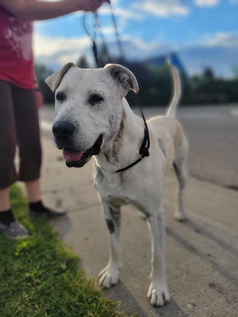 John Wick, an American Pit Bull Terrier and Saint Bernard mix tested with EmbarkVet.com