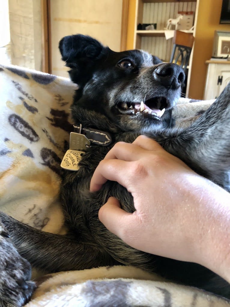 Mist, an Australian Cattle Dog and Australian Shepherd mix tested with EmbarkVet.com