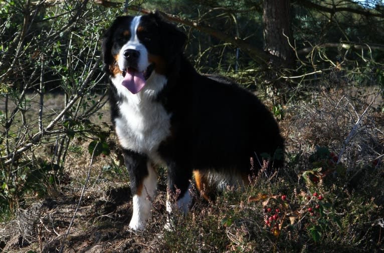 Lexi, a Bernese Mountain Dog tested with EmbarkVet.com