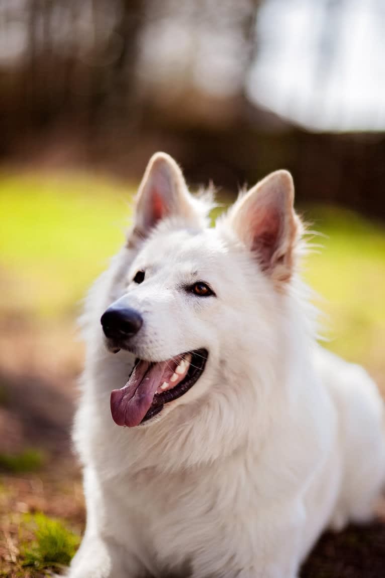 Solomon, a German Shepherd Dog tested with EmbarkVet.com