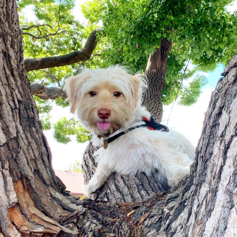 Murphy, a West Highland White Terrier and Shih Tzu mix tested with EmbarkVet.com