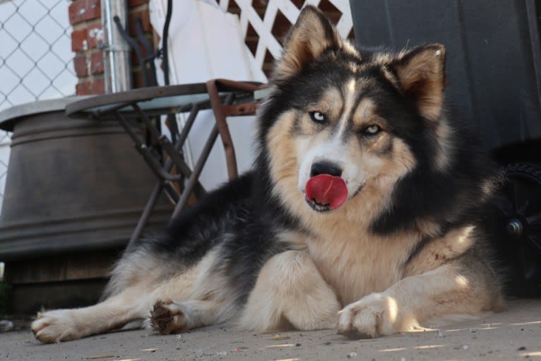 Iroh, a Siberian Husky tested with EmbarkVet.com