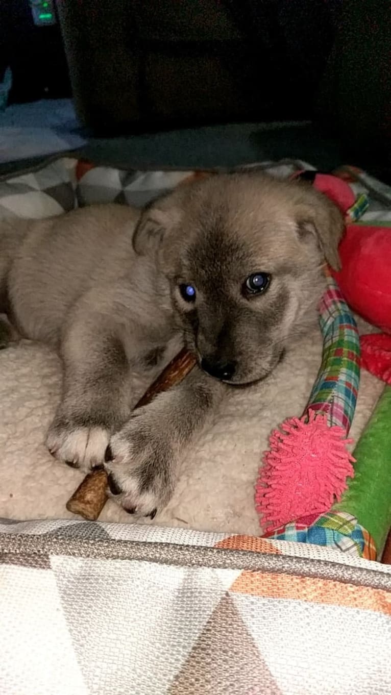 Acrux a dog tested with EmbarkVet.com