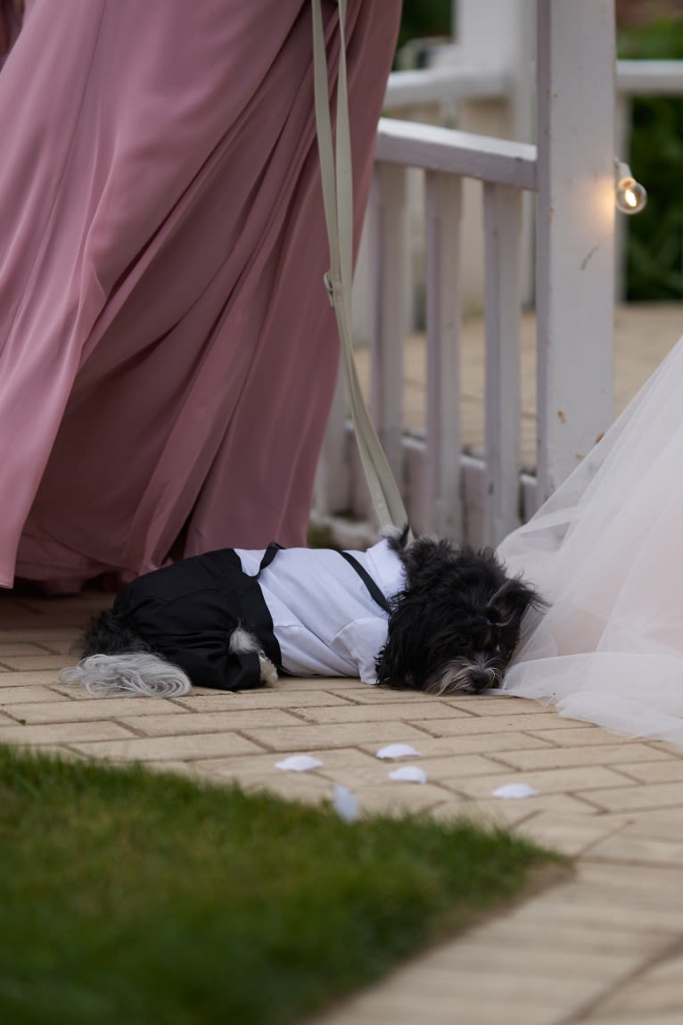 Boba, a Shih Tzu and Poodle (Small) mix tested with EmbarkVet.com