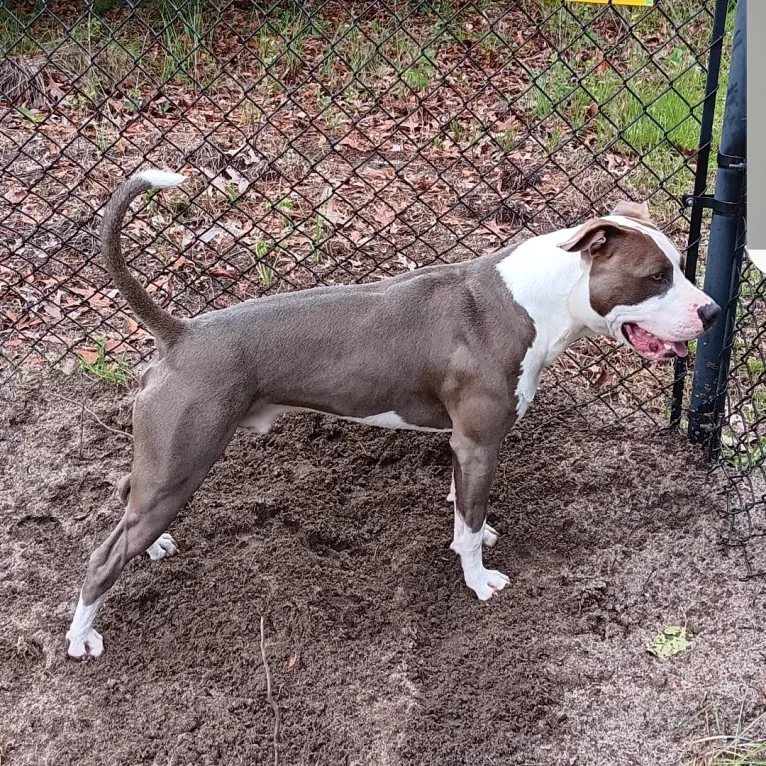 "X" (Dmx), an American Pit Bull Terrier tested with EmbarkVet.com