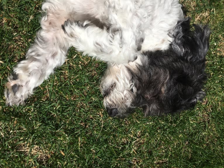 Wilson, a Havanese (6.9% unresolved) tested with EmbarkVet.com