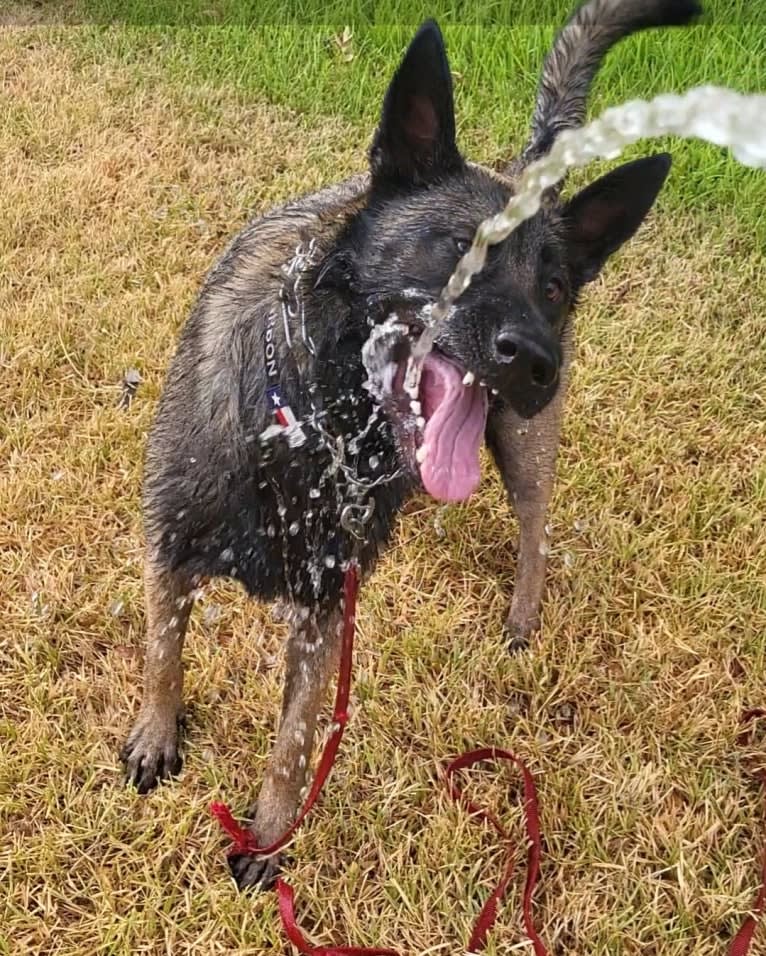 Carbonado, a Belgian Malinois and German Shepherd Dog mix tested with EmbarkVet.com