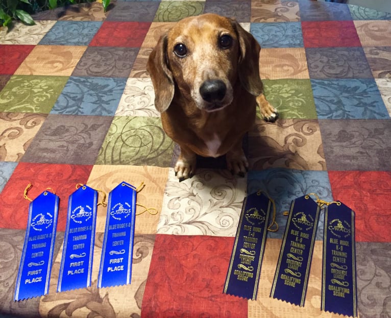 URO3 NI NE Jacob Levi RI SWA SHDNE CGCA TKP RATN RL1X RL2 RLV2X CW-ARA CW-DDA CW-Ob2A, a Dachshund tested with EmbarkVet.com