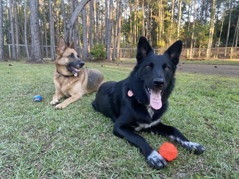 Donny El Dante, a Border Collie and German Shepherd Dog mix tested with EmbarkVet.com