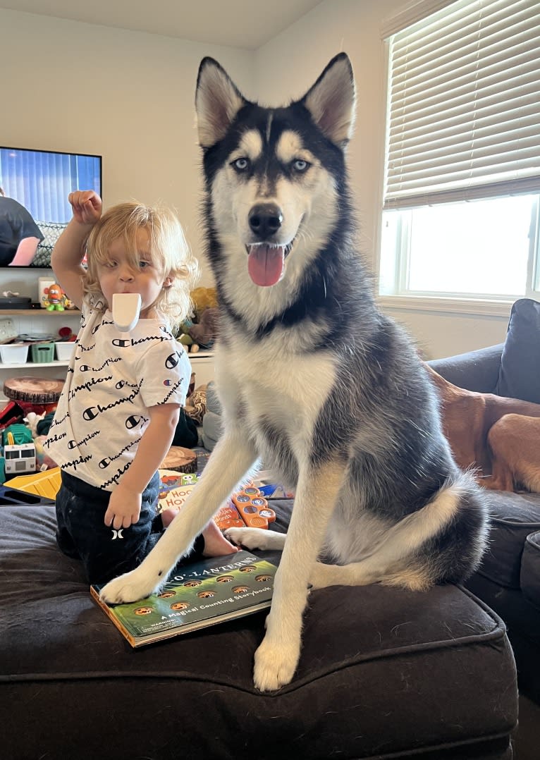 Drake Flynn, a Siberian Husky tested with EmbarkVet.com