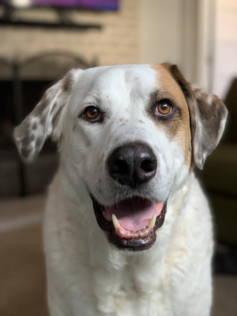 Oliver, a Great Pyrenees and German Shepherd Dog mix tested with EmbarkVet.com