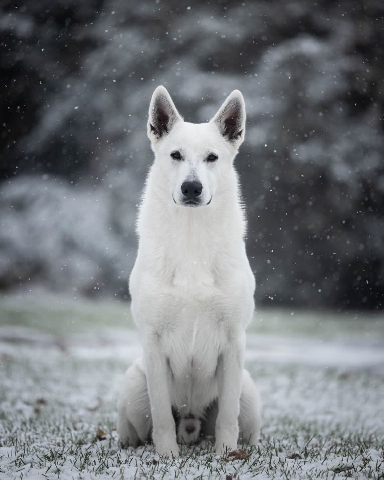 Enzo, a White Shepherd tested with EmbarkVet.com