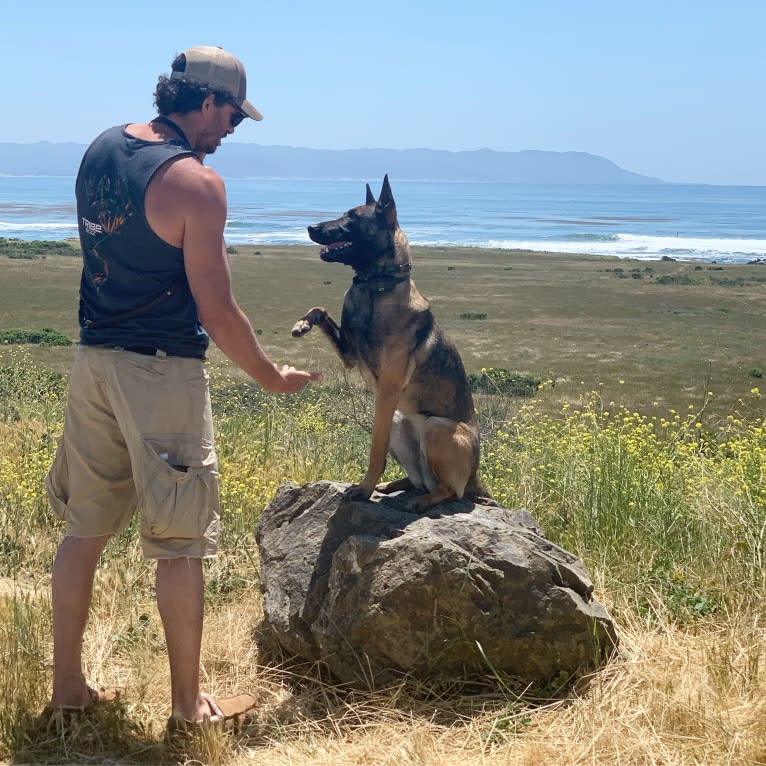 Pepper, a Dutch Shepherd tested with EmbarkVet.com