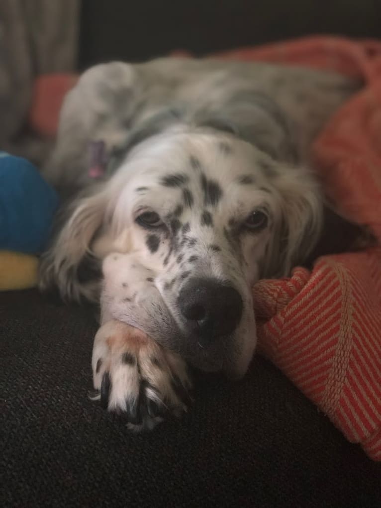 Velma, an English Setter (27.4% unresolved) tested with EmbarkVet.com