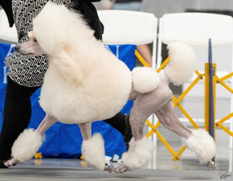 Mia, a Poodle (Standard) tested with EmbarkVet.com