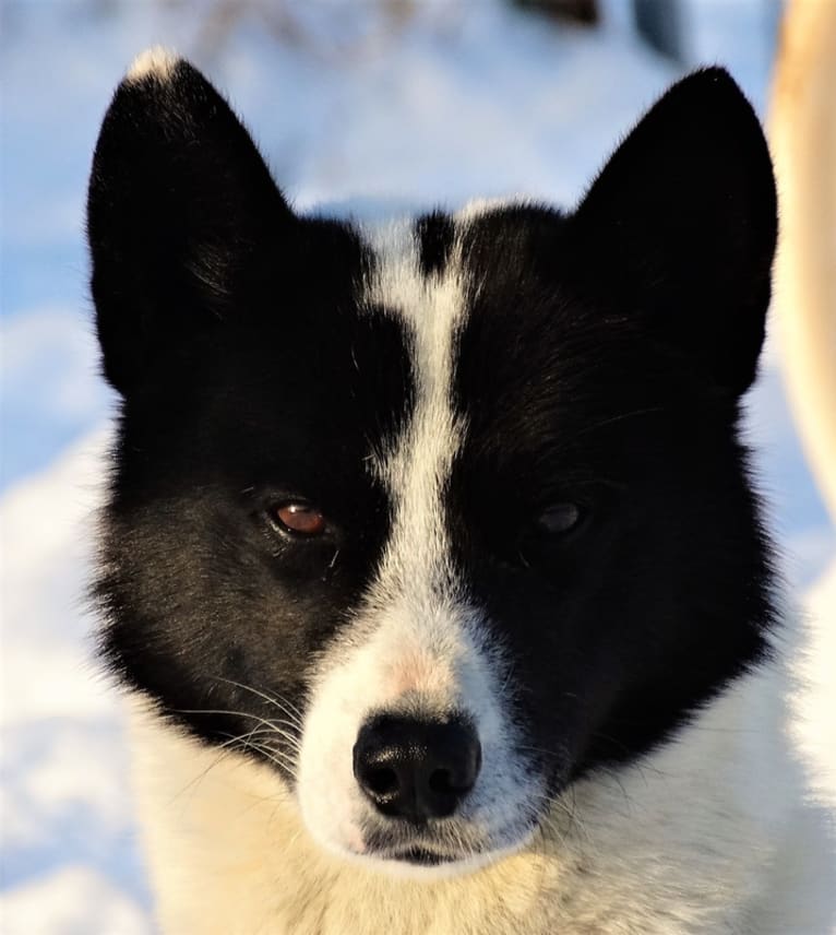 Royal, a Siberian Husky tested with EmbarkVet.com