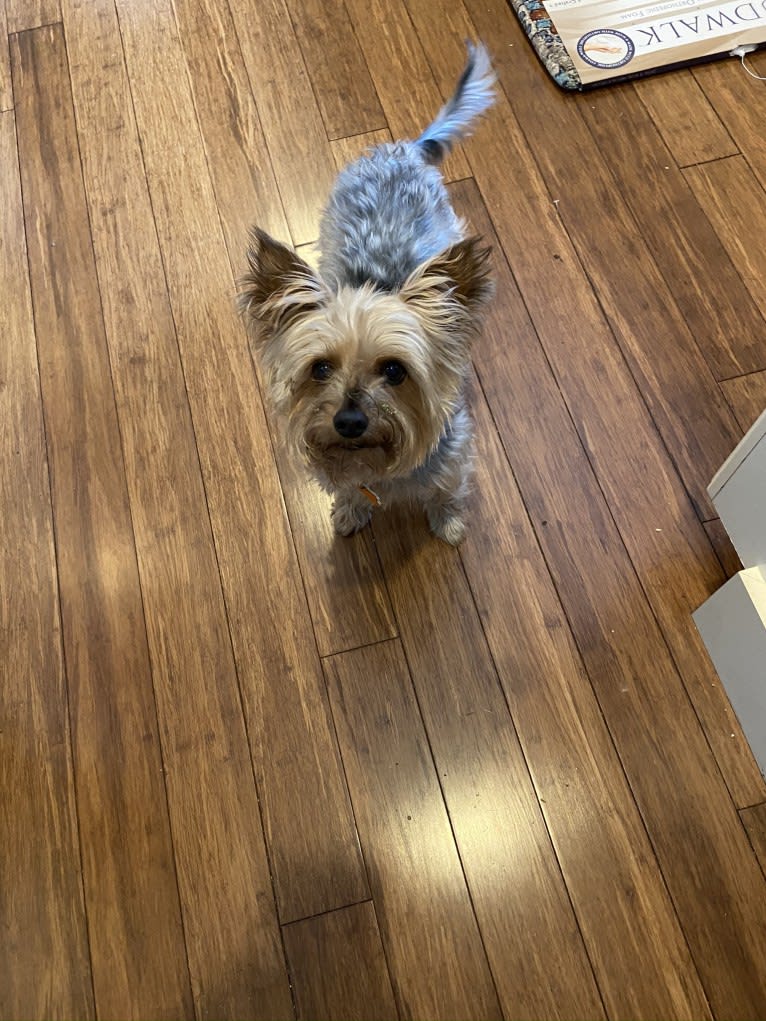 Beni, a Silky Terrier tested with EmbarkVet.com