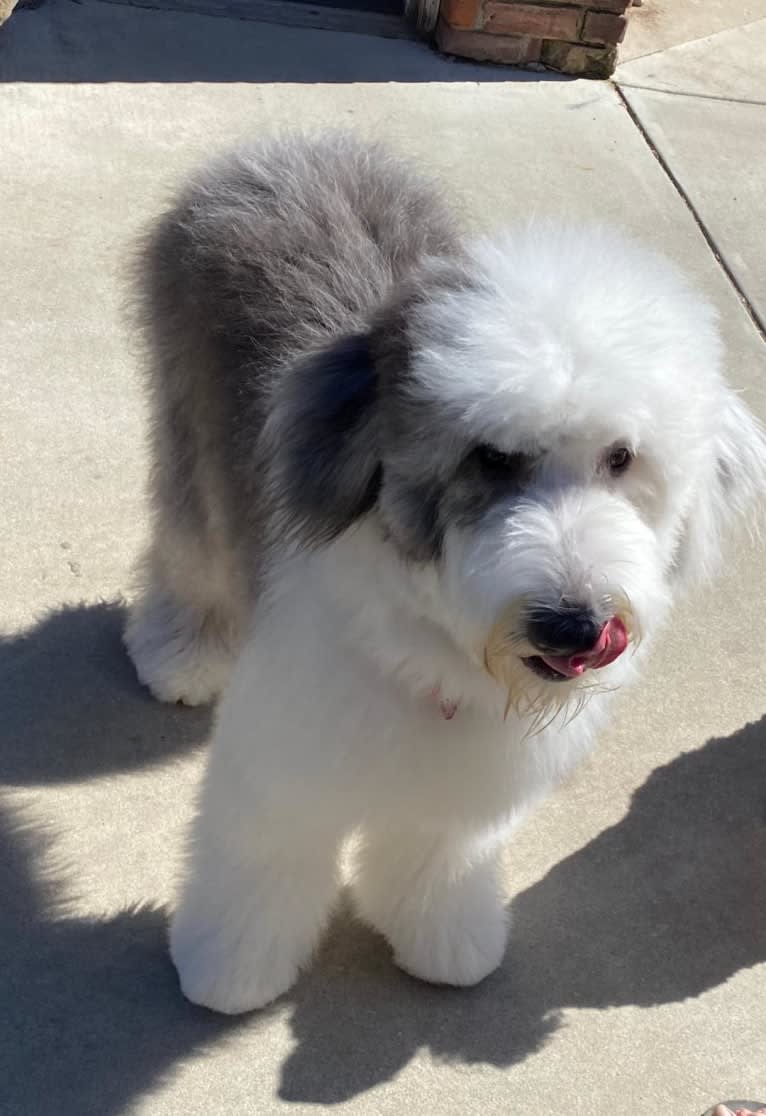 LUCY, an Old English Sheepdog tested with EmbarkVet.com