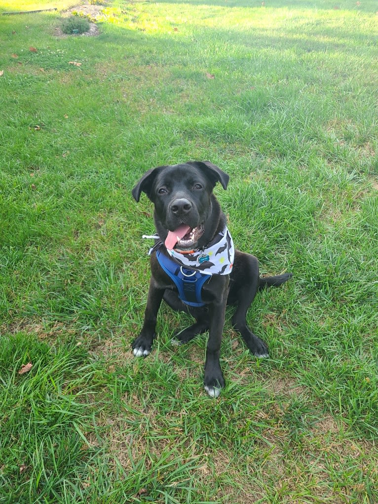 Hunter, a Labrador Retriever and American Bulldog mix tested with EmbarkVet.com