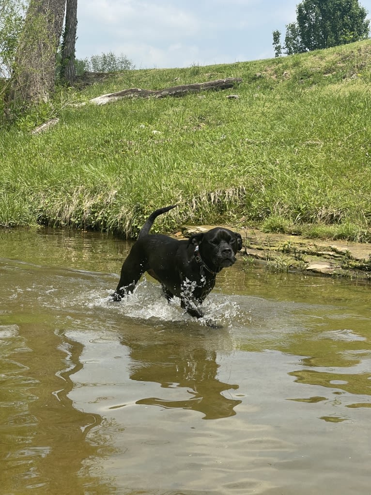 Zhala, a Cane Corso and American Pit Bull Terrier mix tested with EmbarkVet.com