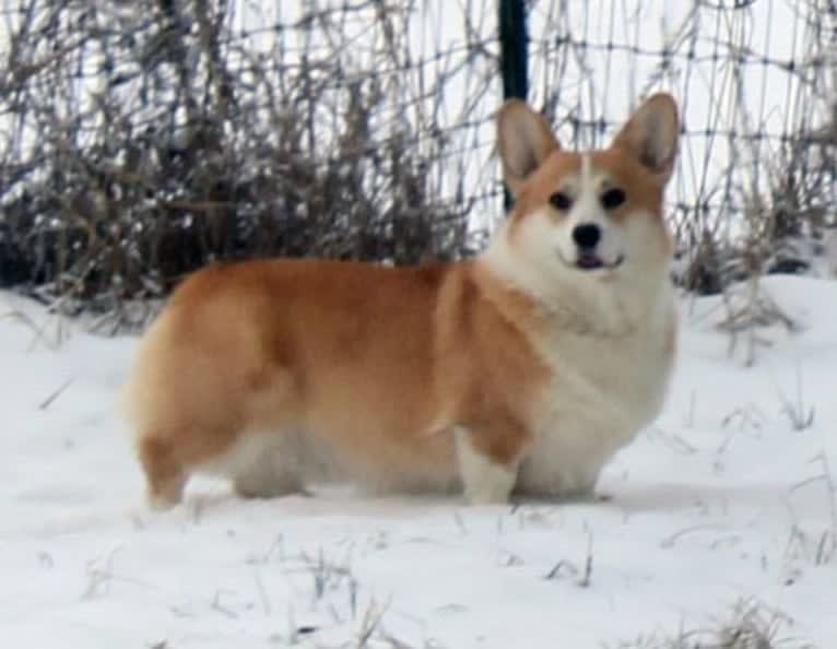 Cake, a Pembroke Welsh Corgi tested with EmbarkVet.com