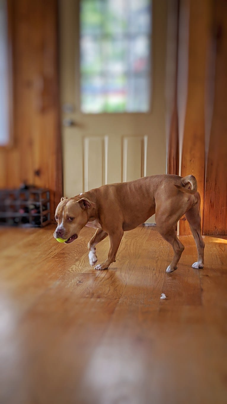 Bella, an American Bully tested with EmbarkVet.com