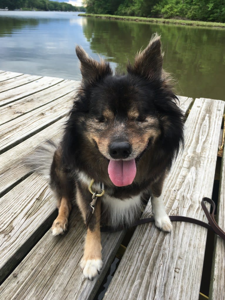 Yowie, an American Eskimo Dog and Chihuahua mix tested with EmbarkVet.com