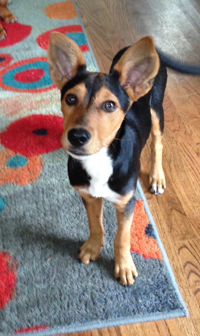 Miniature pinscher hound discount mix