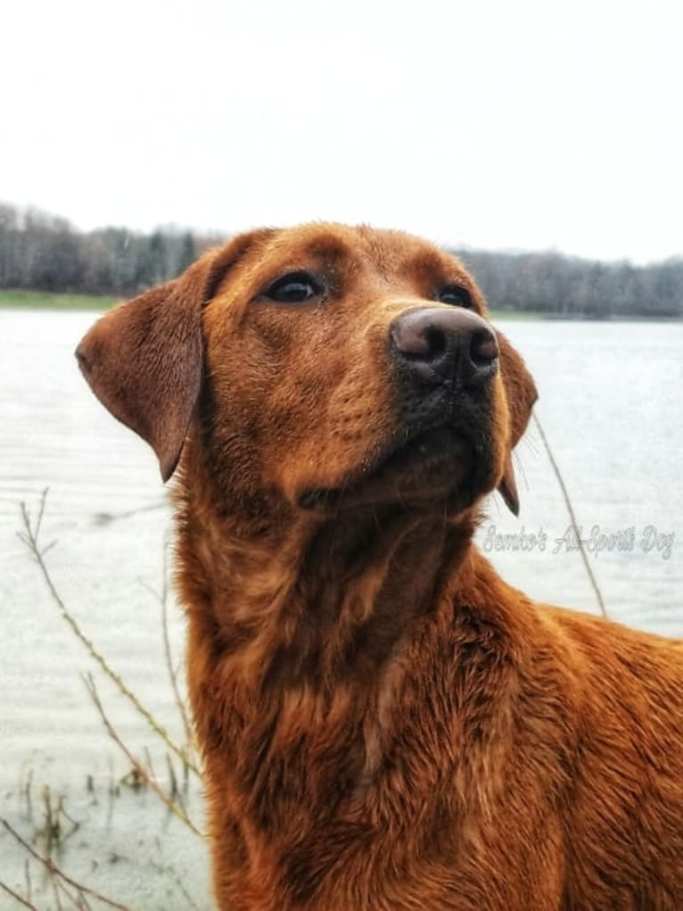 Aries, a Labrador Retriever tested with EmbarkVet.com