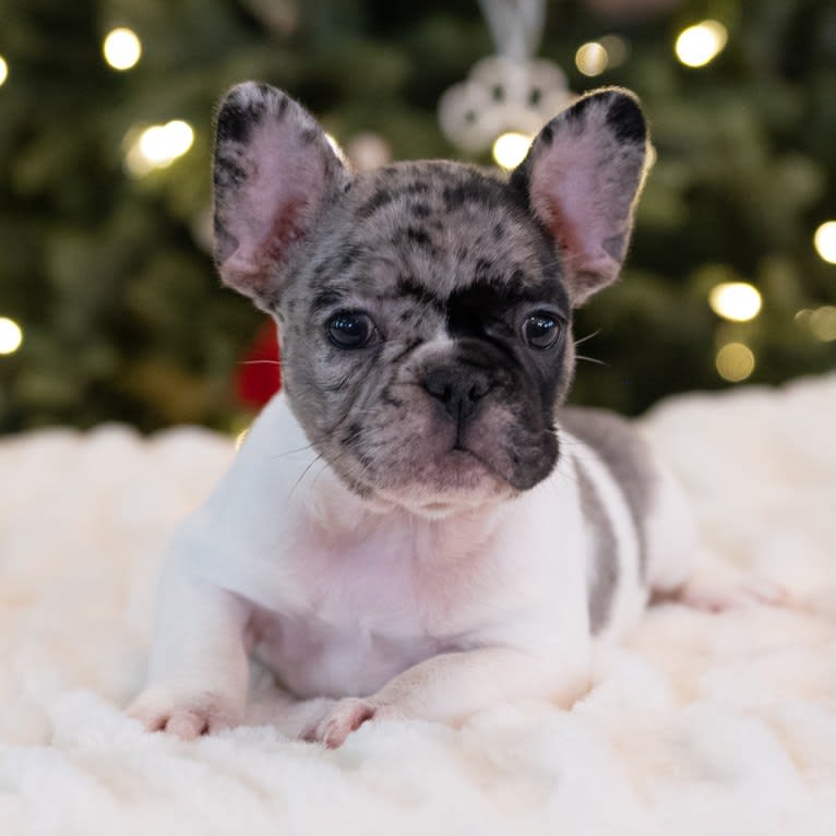 Macho, a French Bulldog tested with EmbarkVet.com