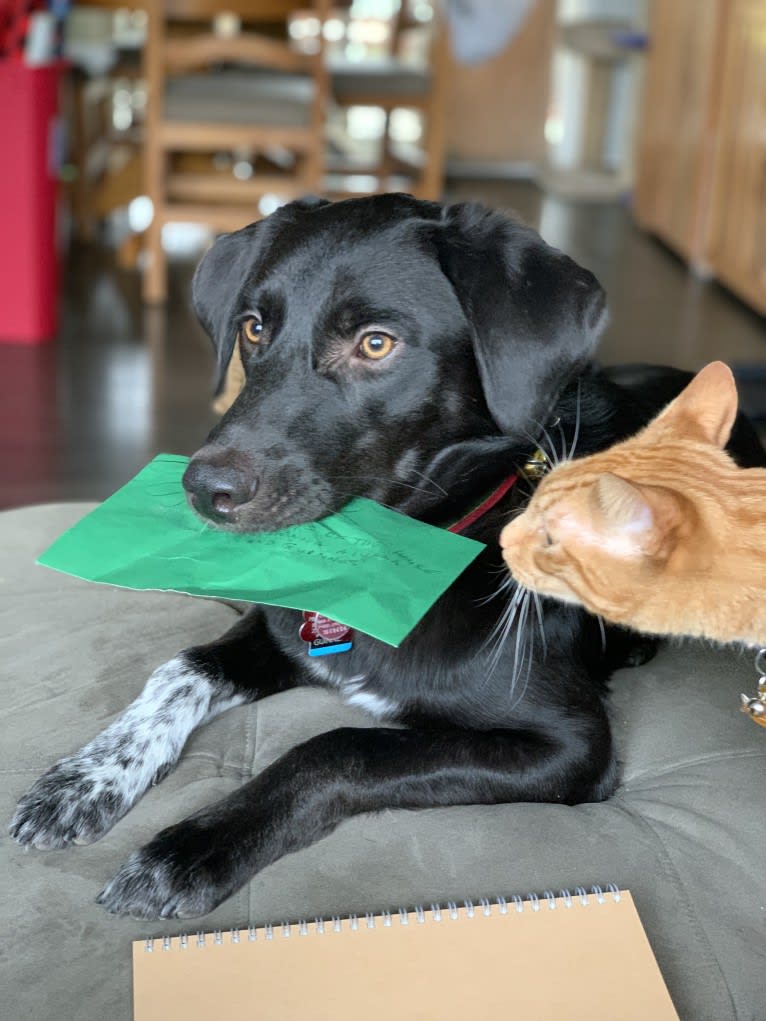 Guinness, a Labrador Retriever and Australian Cattle Dog mix tested with EmbarkVet.com