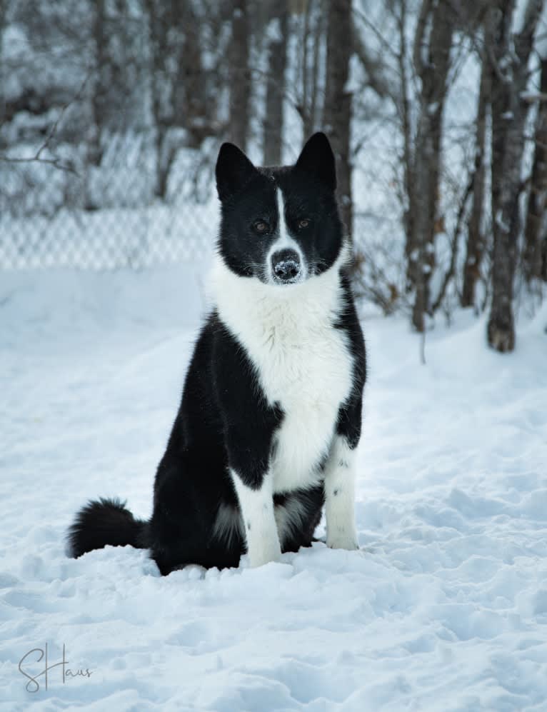 Nalle, a Karelian Bear Dog tested with EmbarkVet.com