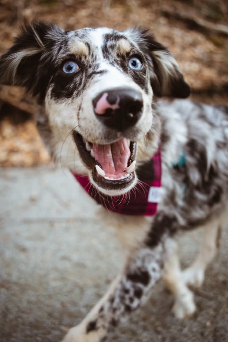 Willow, an Australian Shepherd and Miniature/MAS-type Australian Shepherd mix tested with EmbarkVet.com