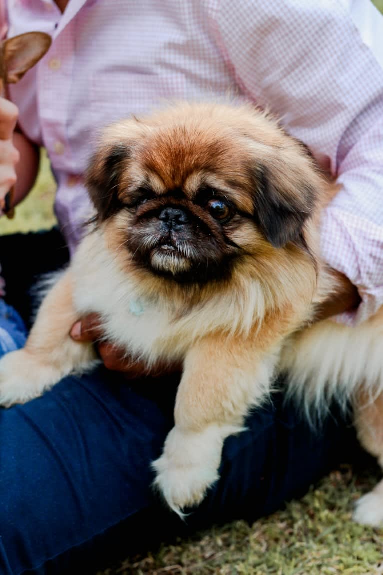 Harley, a Pekingese tested with EmbarkVet.com