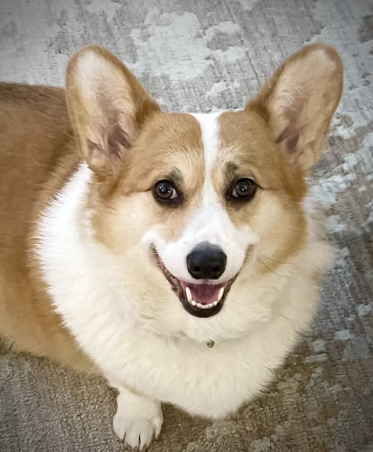 Kudzu (Zuzu), a Pembroke Welsh Corgi tested with EmbarkVet.com