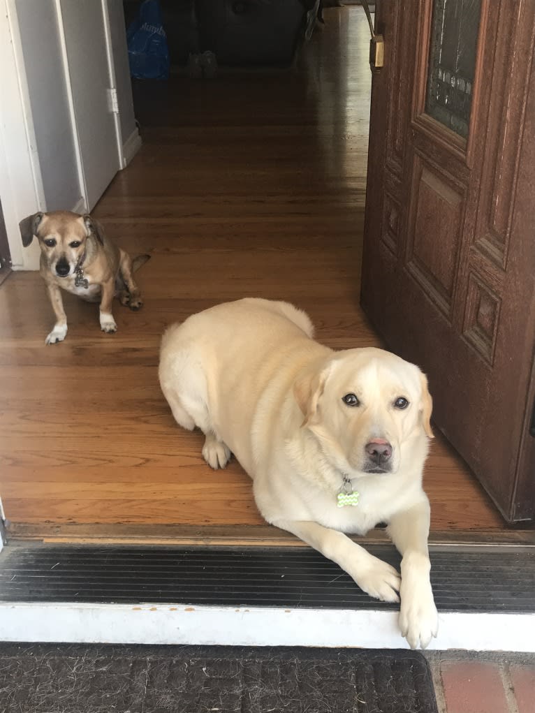 Barley, a Siberian Husky and Labrador Retriever mix tested with EmbarkVet.com