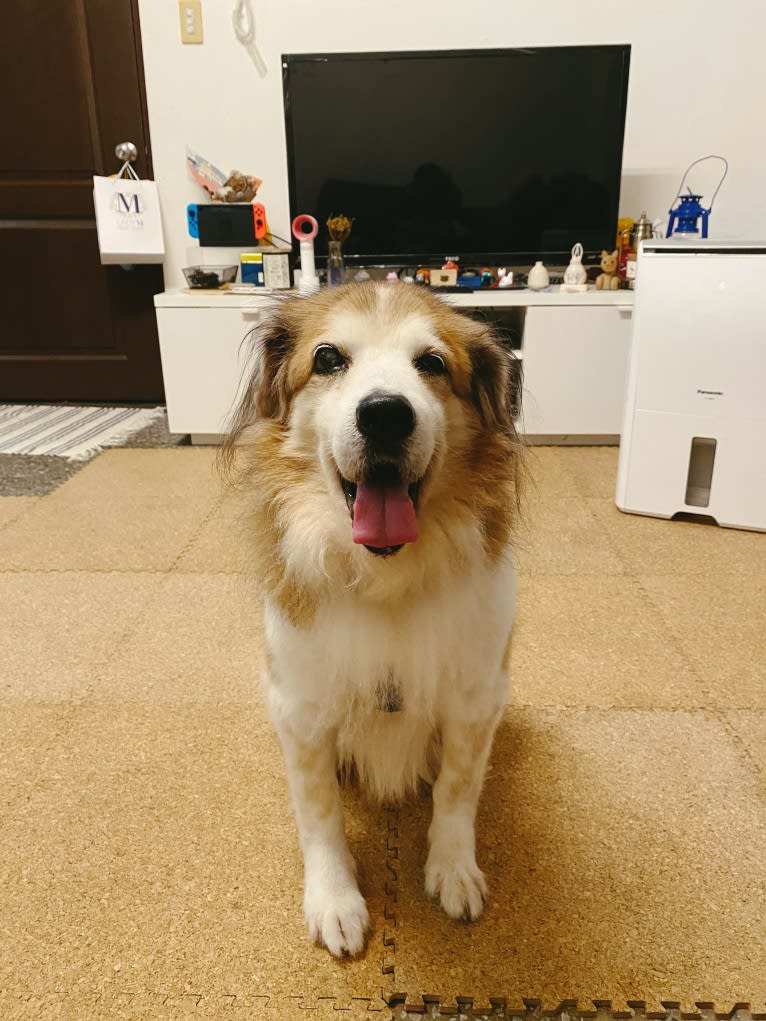 Captain, a Formosan Mountain Dog and Cocker Spaniel mix tested with EmbarkVet.com