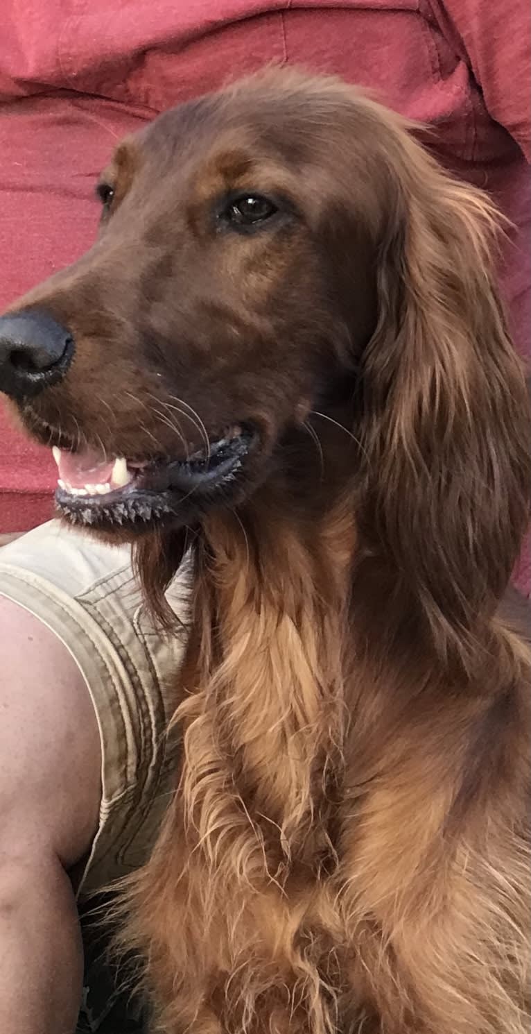 Ralphie, an Irish Setter tested with EmbarkVet.com