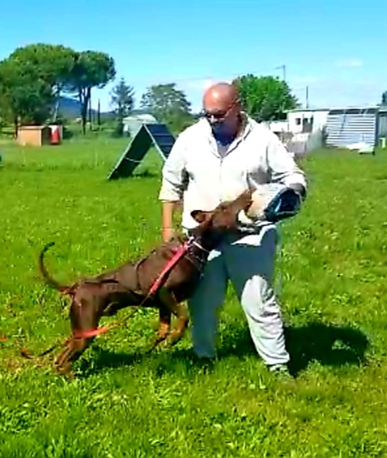 ÈZE EBO DI LATIANO, a Doberman Pinscher tested with EmbarkVet.com